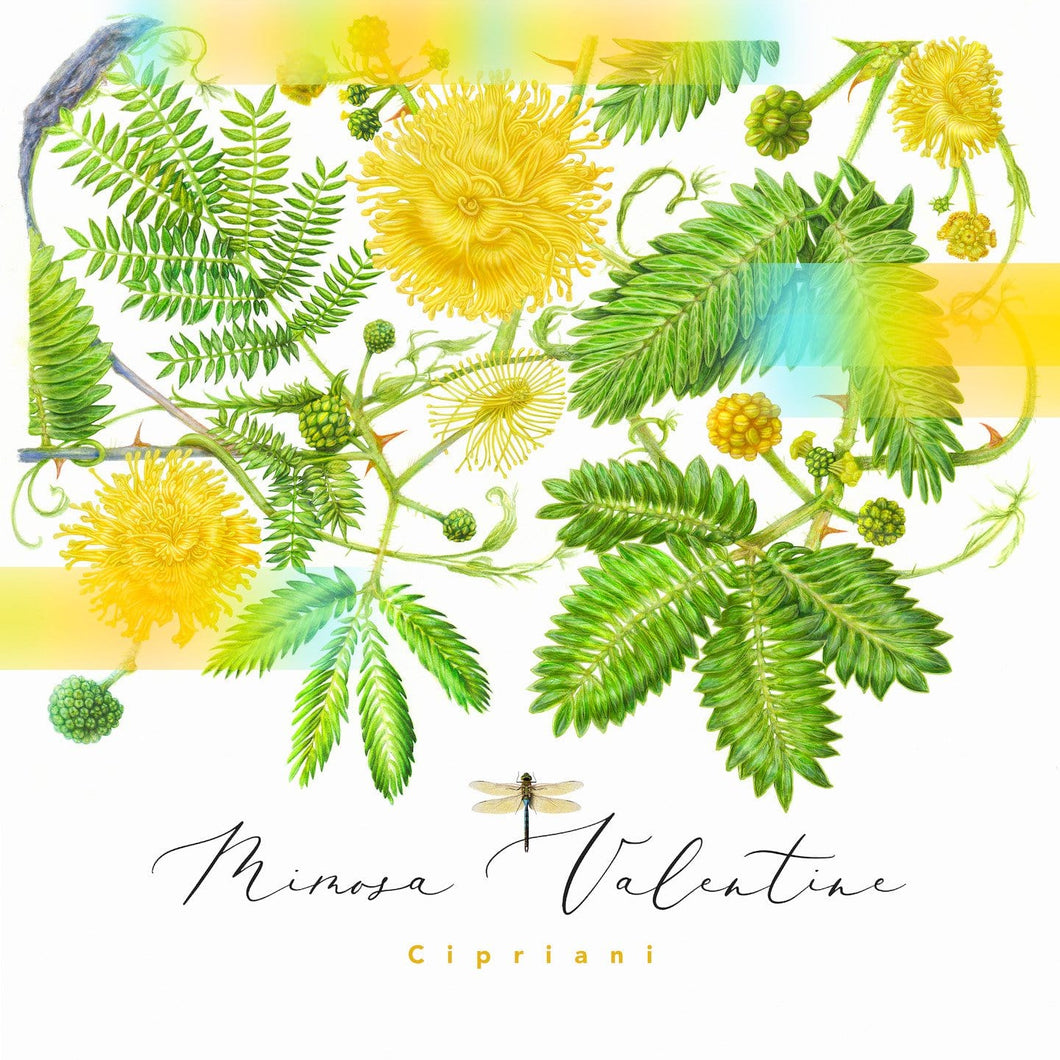 Mimosa Valentine - Digital Download